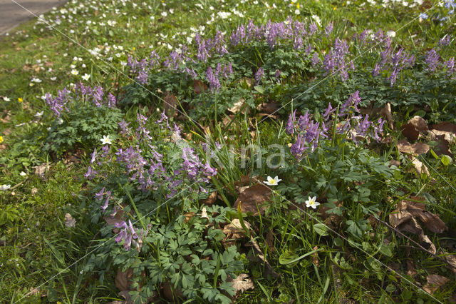 Vingerhelmbloem (Corydalis solida)