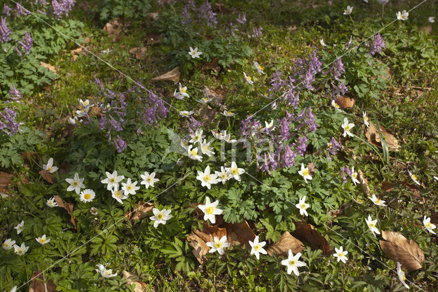 Vingerhelmbloem (Corydalis solida)