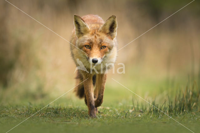 Vos (Vulpes vulpes)