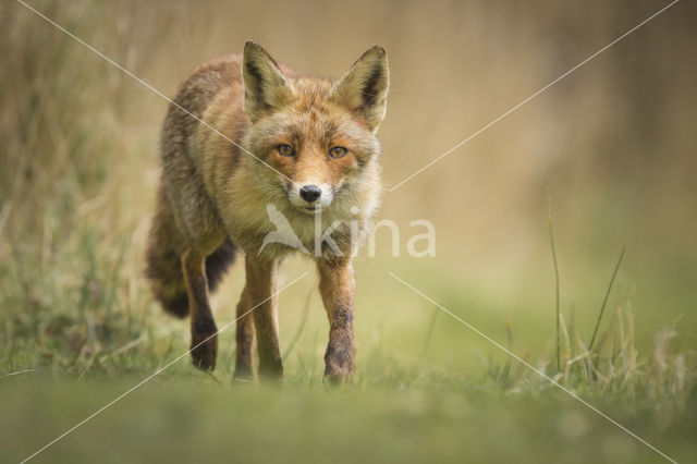 Vos (Vulpes vulpes)