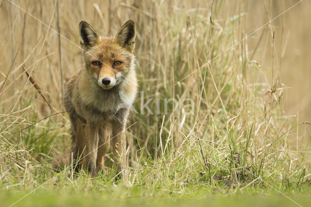 Fox (Vulpes vulpes)