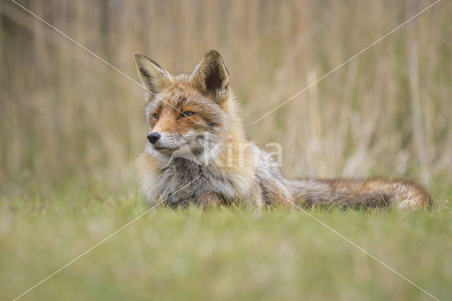 Fox (Vulpes vulpes)