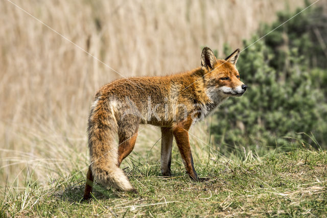 Fox (Vulpes vulpes)