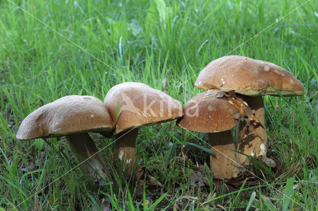 Vroeg eekhoorntjesbrood (Boletus reticulatus)