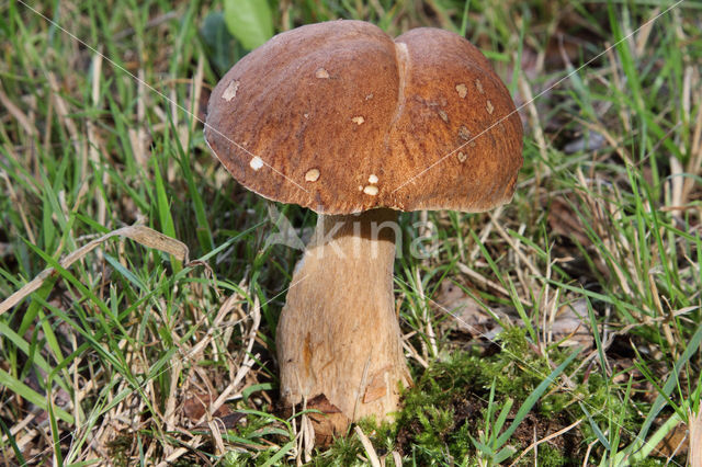 Vroeg eekhoorntjesbrood (Boletus reticulatus)