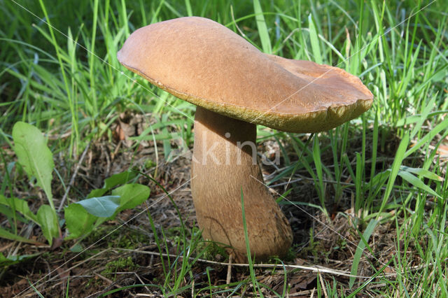 Vroeg eekhoorntjesbrood (Boletus reticulatus)