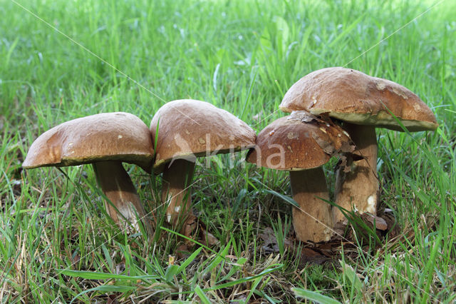 Vroeg eekhoorntjesbrood (Boletus reticulatus)