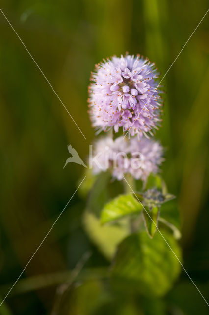 Watermunt (Mentha aquatica)