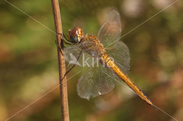 Wereldzwerver (Pantala flavescens)