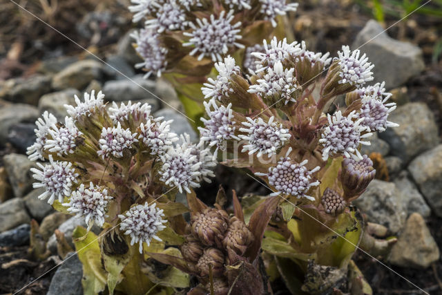 Wit hoefblad (Petasites albus)