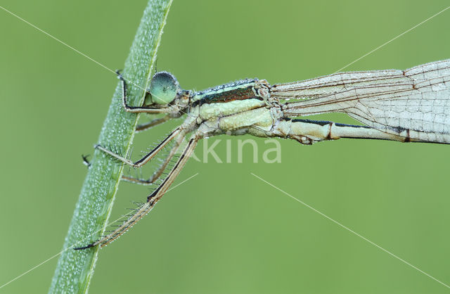 Zwervende pantserjuffer (Lestes barbarus)