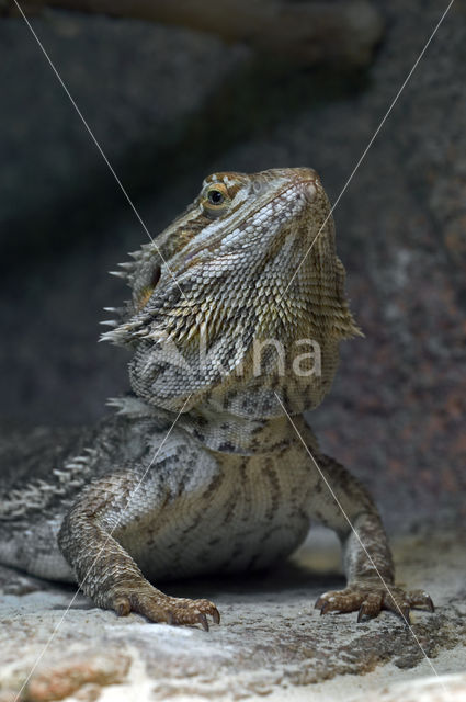 Baardagame (Pogona vitticeps)