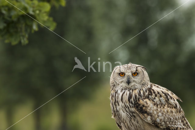 Bengaalse oehoe (Bubo bengalensis)