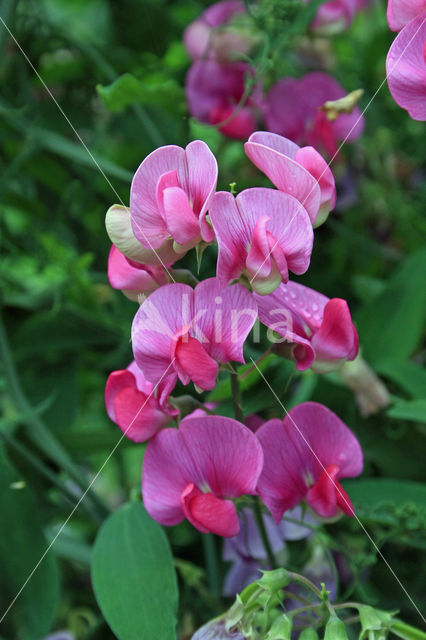 Brede lathyrus (Lathyrus latifolius)