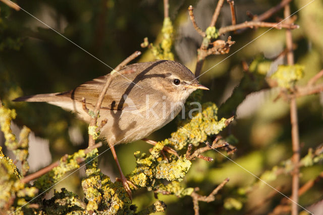 Bruine Boszanger (Phylloscopus fuscatus)