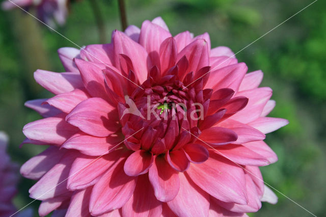 Dahlia (Dahlia spec.)