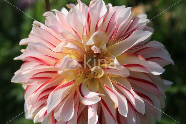 Dahlia spec.