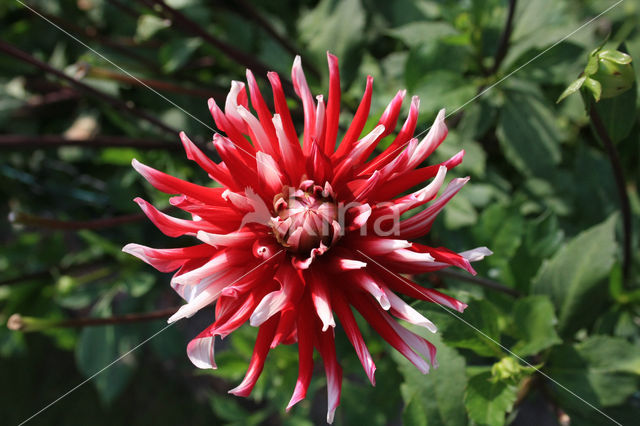 Dahlia (Dahlia spec.)