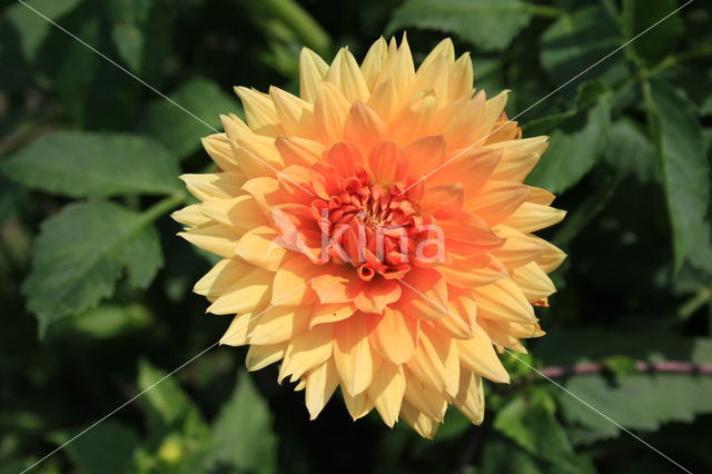 Dahlia (Dahlia spec.)