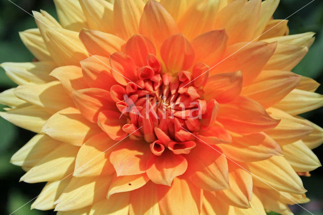 Dahlia (Dahlia spec.)