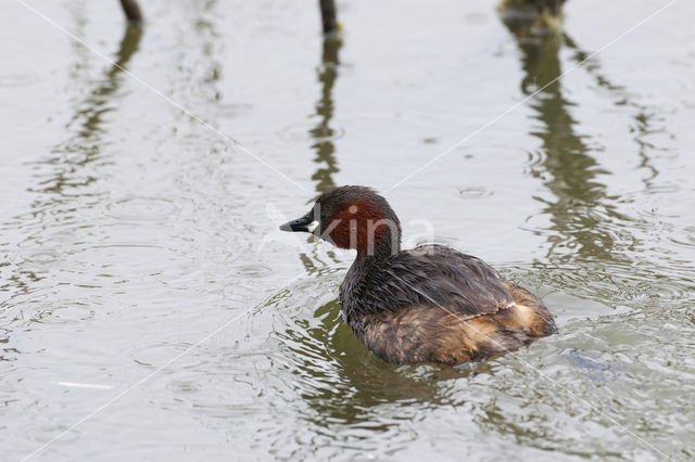 Dodaars (Tachybaptus ruficollis)