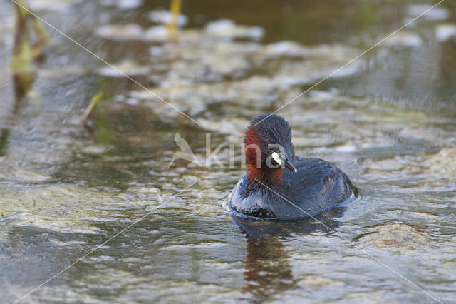 Dodaars (Tachybaptus ruficollis)