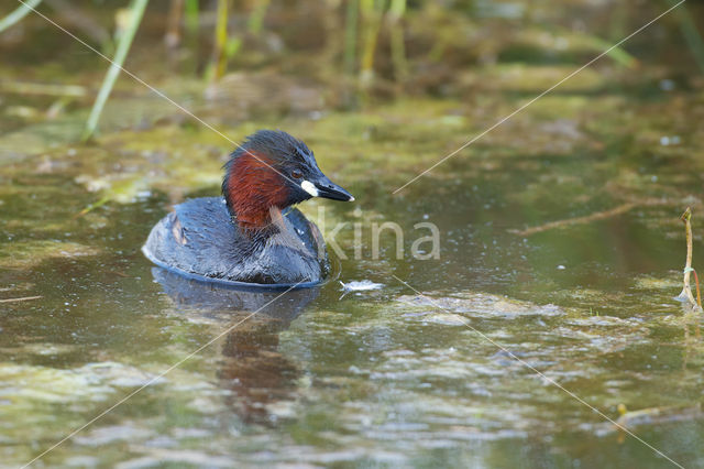 Dodaars (Tachybaptus ruficollis)