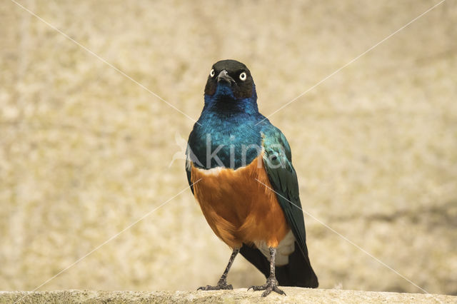 Driekleurenglansspreeuw (Lamprotornis superbus)