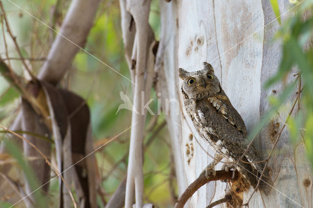 Dwergooruil (Otus scops)