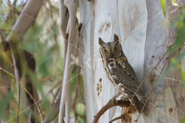 Dwergooruil (Otus scops)