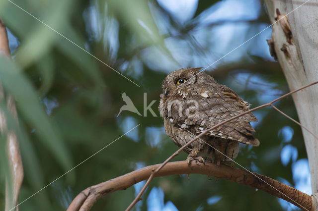 European Scops-Owl (Otus scops)