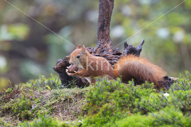 Eekhoorn (Sciurus vulgaris)