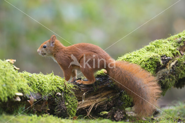 Eekhoorn (Sciurus vulgaris)