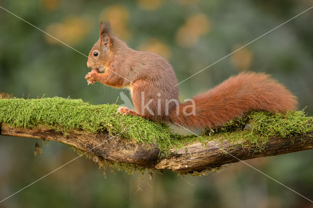 Eekhoorn (Sciurus vulgaris)