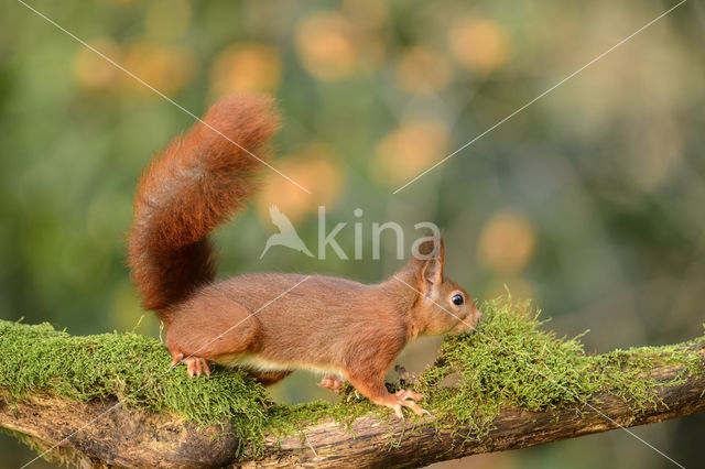 Eekhoorn (Sciurus vulgaris)