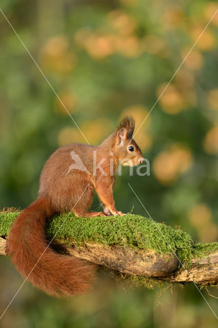 Eekhoorn (Sciurus vulgaris)