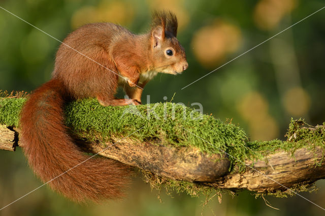 Eekhoorn (Sciurus vulgaris)