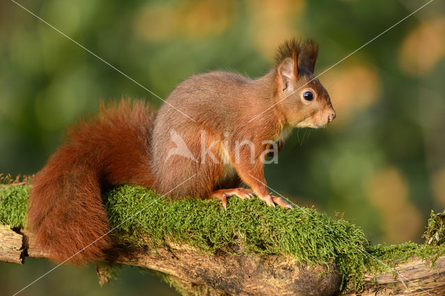 Eekhoorn (Sciurus vulgaris)