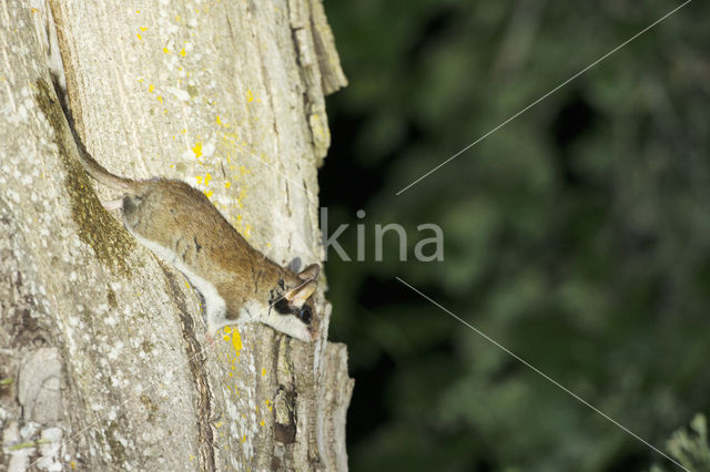 Garden Dormouse (Eliomys quercinus)