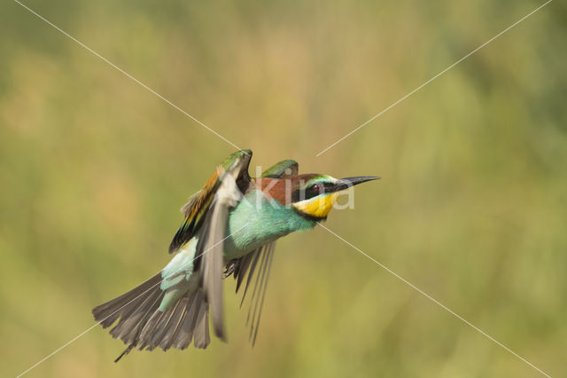 European Bee-eater (Merops apiaster)