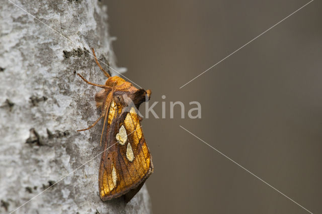 Goudvenstertje (Plusia festucae)