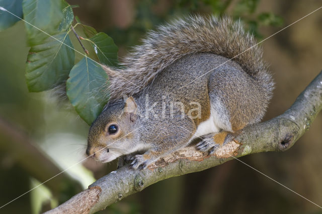 Grijze eekhoorn (Sciurus carolinensis)