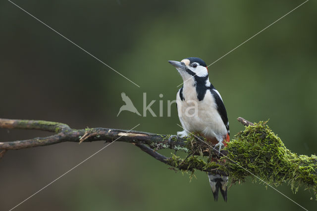 Grote Bonte Specht (Dendrocopos major)