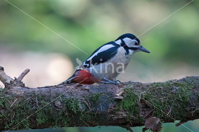 Grote Bonte Specht (Dendrocopos major)