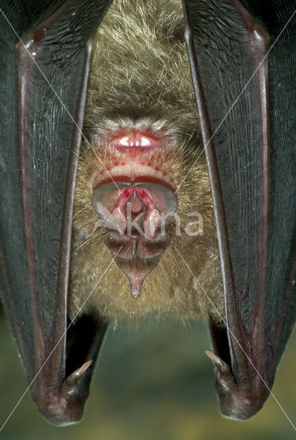 Grote hoefijzerneus (Rhinolophus ferrumequinum)