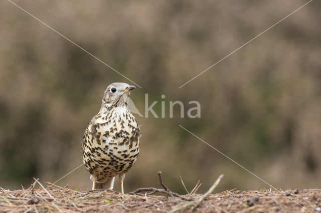 Grote Lijster (Turdus viscivorus)