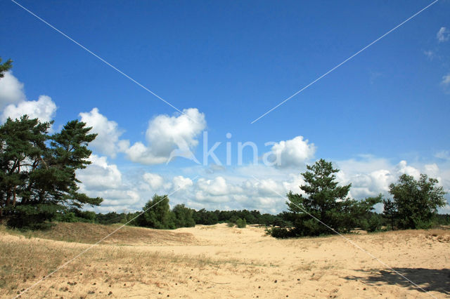 Grove den (Pinus sylvestris)