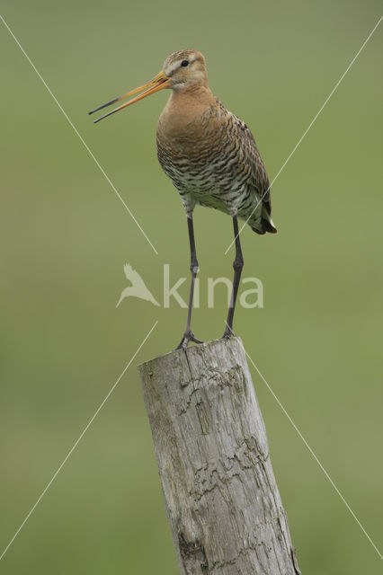 Black-tailed Godwit (Limosa limosa)