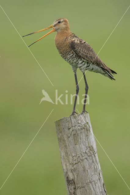 Grutto (Limosa limosa)