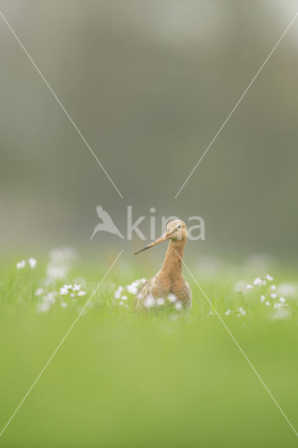 Black-tailed Godwit (Limosa limosa)